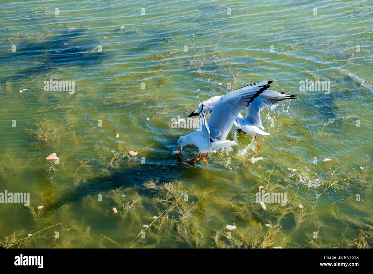 Two slender-billed gulls over the water fight for a piece of bread (Chroicocephalus genei) Stock Photo