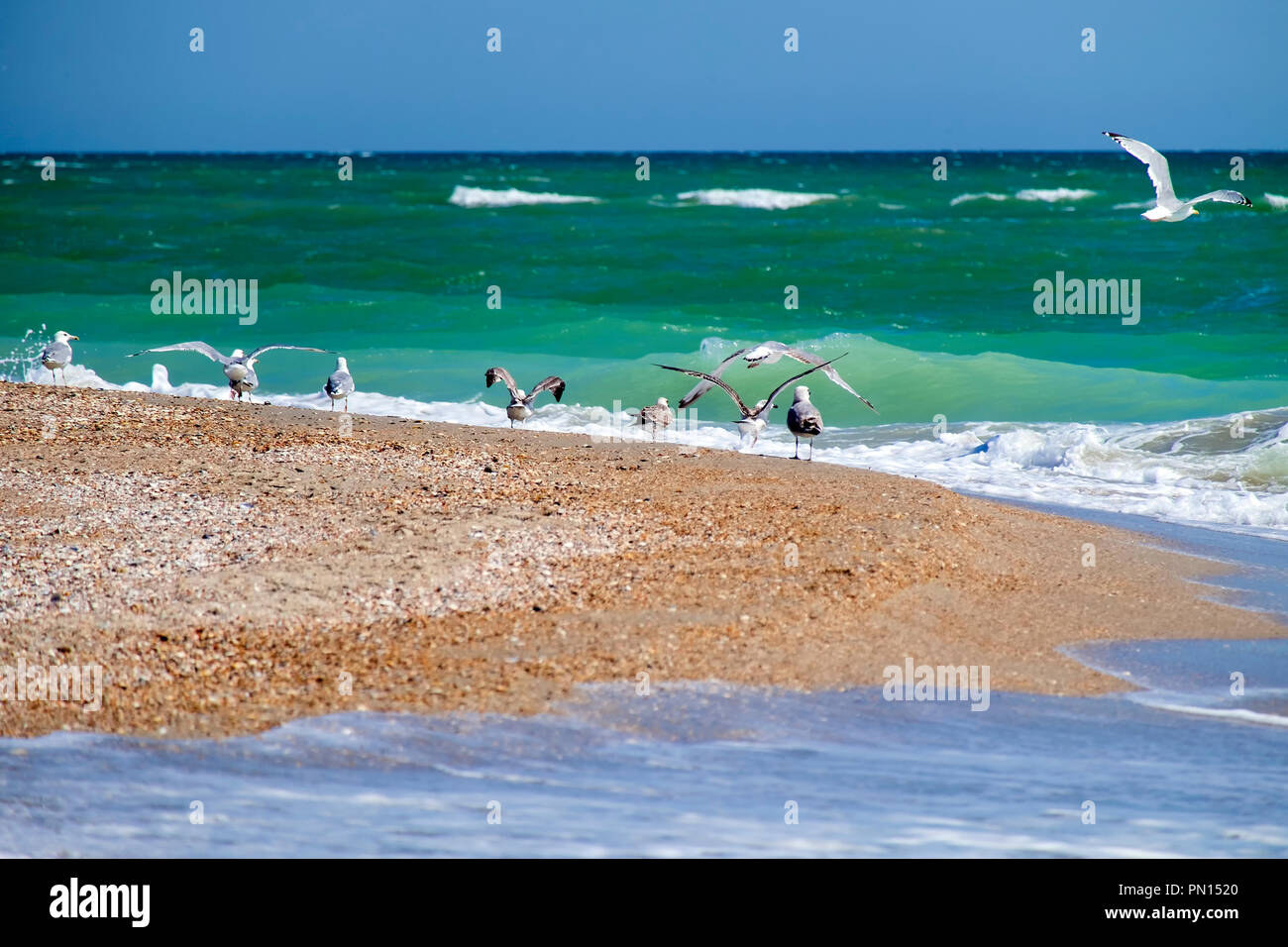 Waves beat on the seashore and seagulls take off Stock Photo
