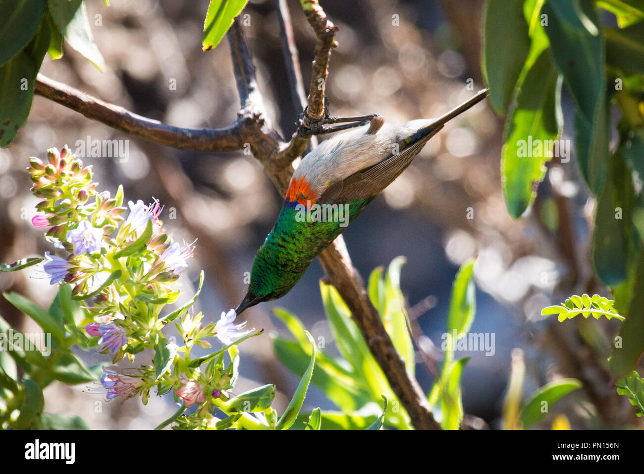 A southern double collared sunbird reaches to feed from flowers in fynbos. Cederberg Mountains, Western Cape, South Africa Stock Photo
