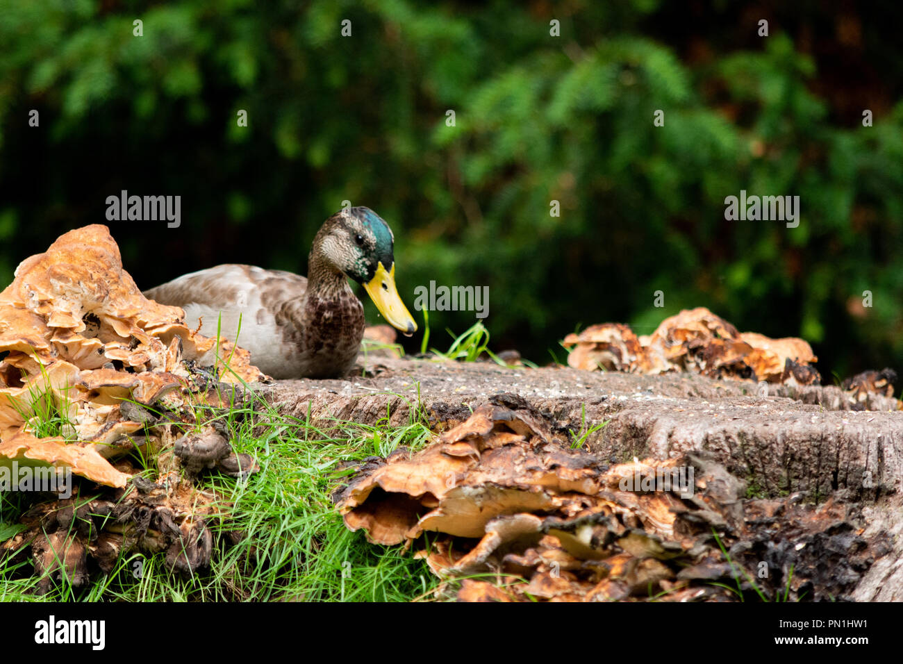 A yellow billed duck sitting on an old tree stump which is covered in fungus Stock Photo