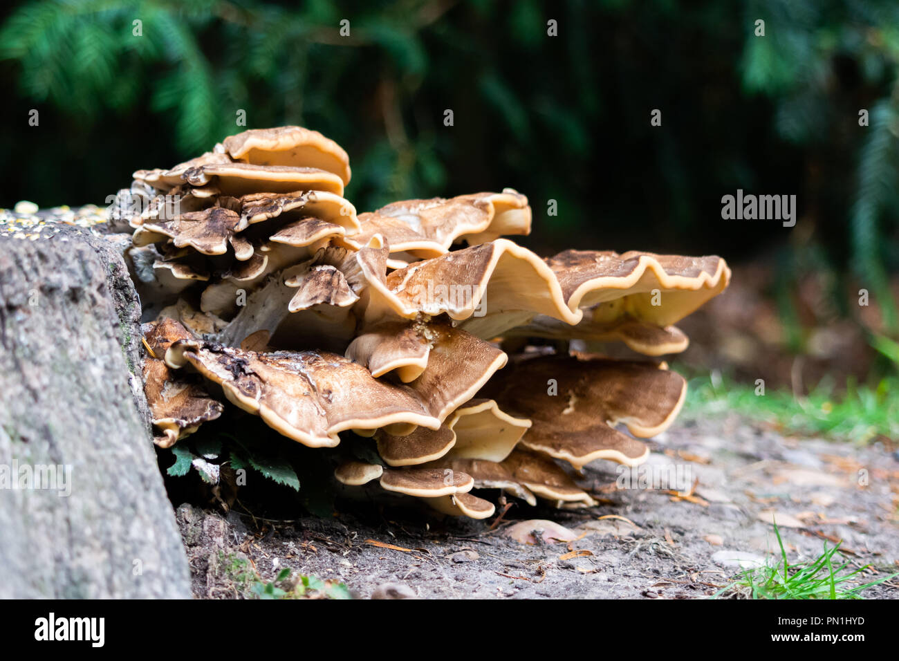 A large brown fungus growing out of the side of an old tree stump Stock Photo