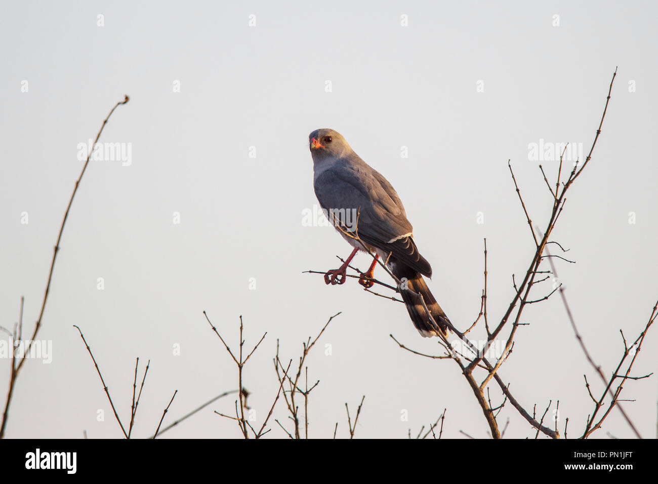 Dark Chanting-Goshawk  Melierax metabates Kruger National Park, South Africa 21 August 2018       Adult       Accipitridae Stock Photo
