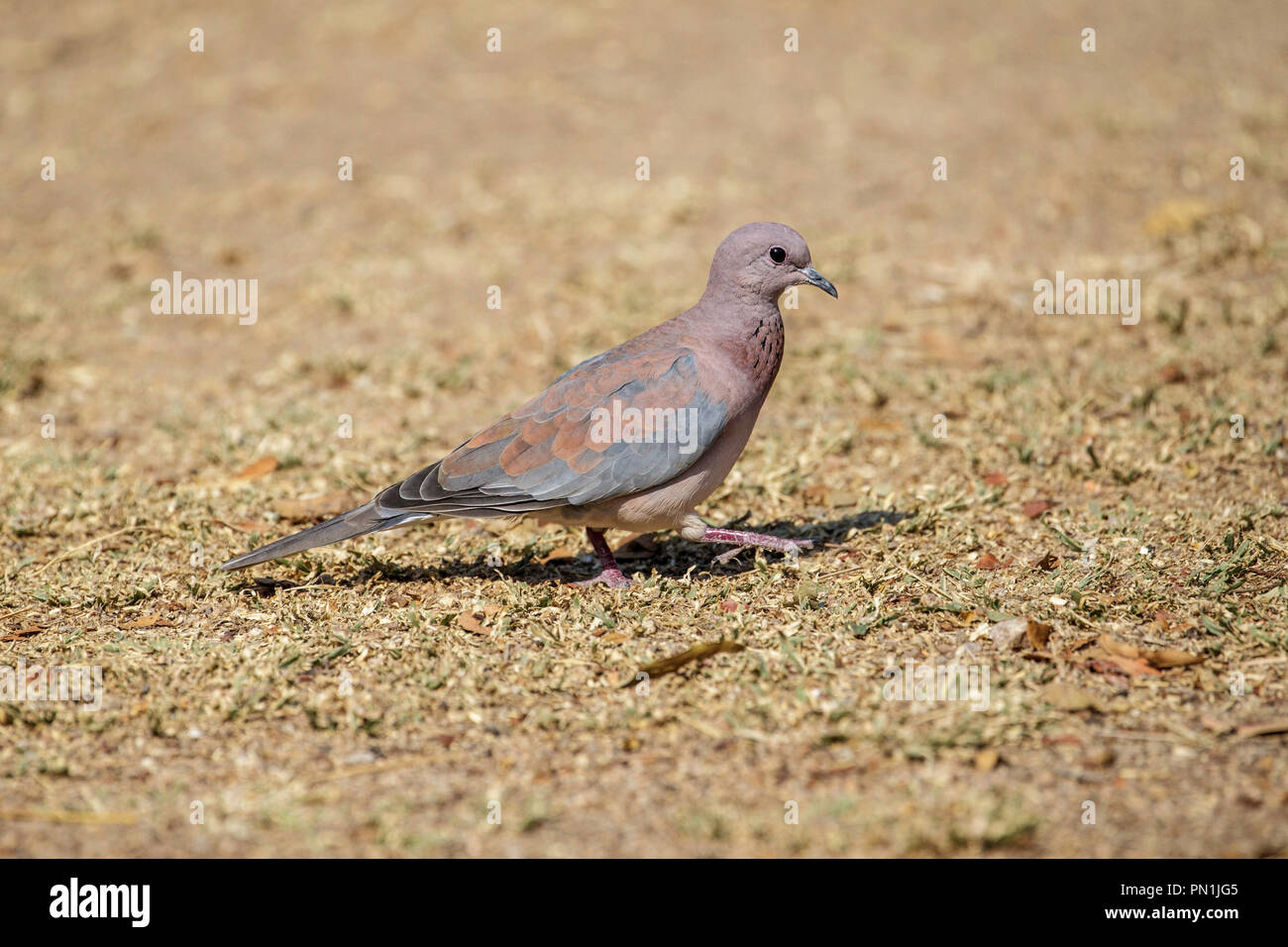 Laughing Dove  Spilopelia senegalensis Kruger National Park, South Africa 21 August 2018      Adult      Columbidae Stock Photo