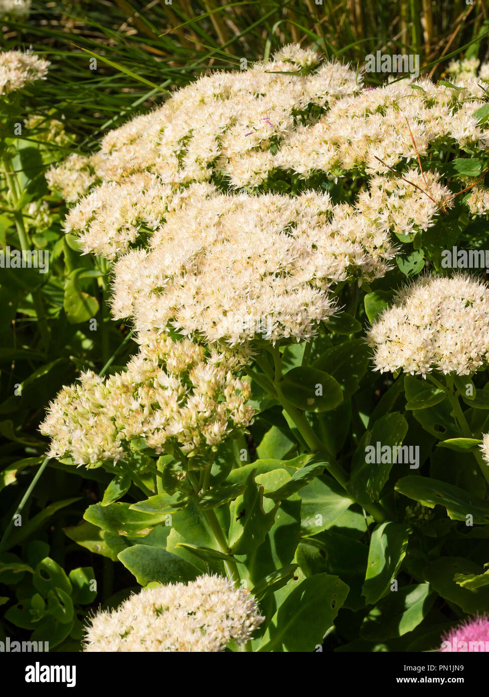 White flowers in the head of the early Autumn flowering herbaceous hardy succulent, (Sedum) Hylotelephium spectabile 'Iceberg'. Stock Photo