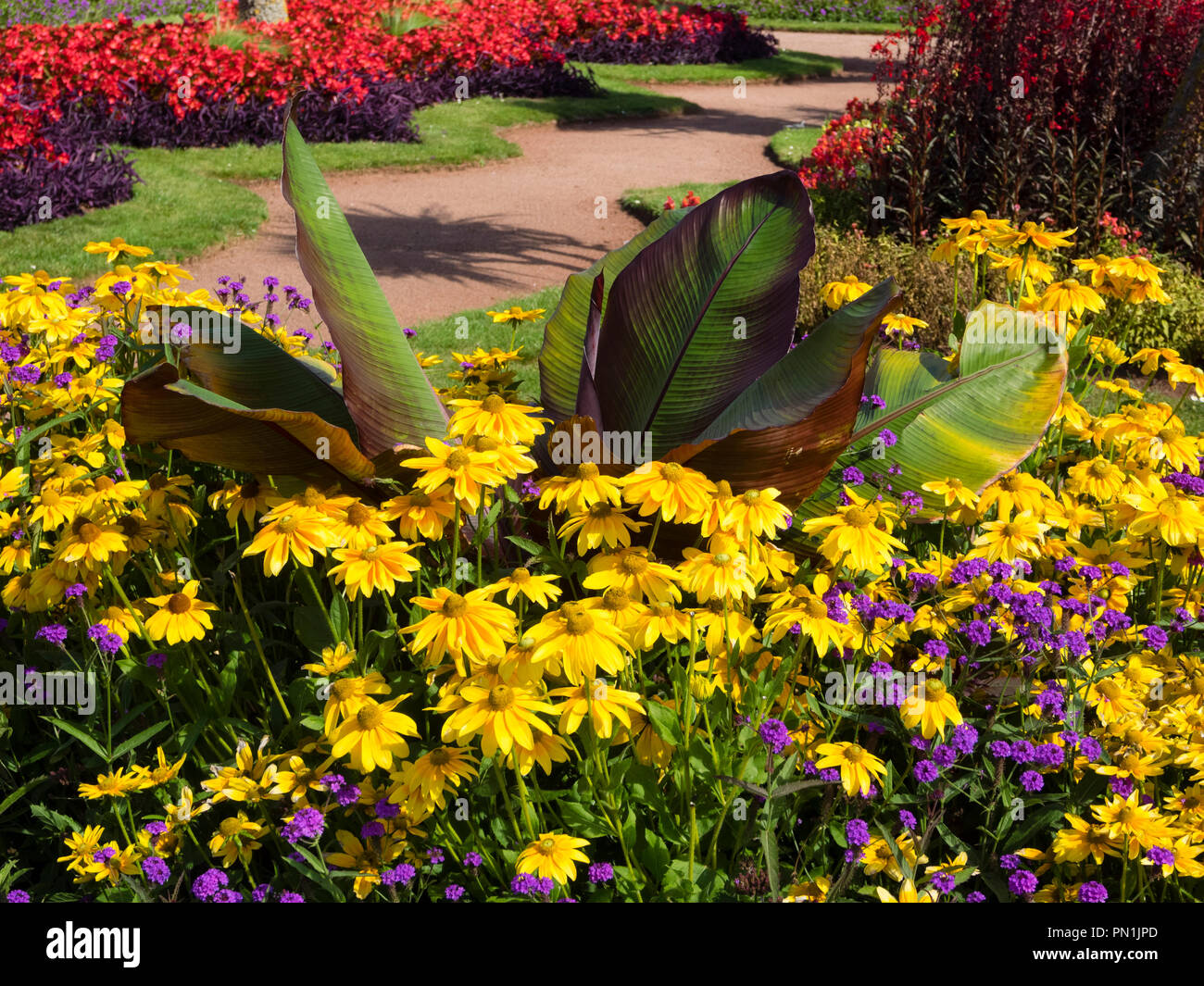 Massed colour from the summer bedding display at Torquay, Devon, UK,  Foreground includes Rudbeckia 'Prairie Sun', Ensete ventricosum 'Maurelli' and V Stock Photo