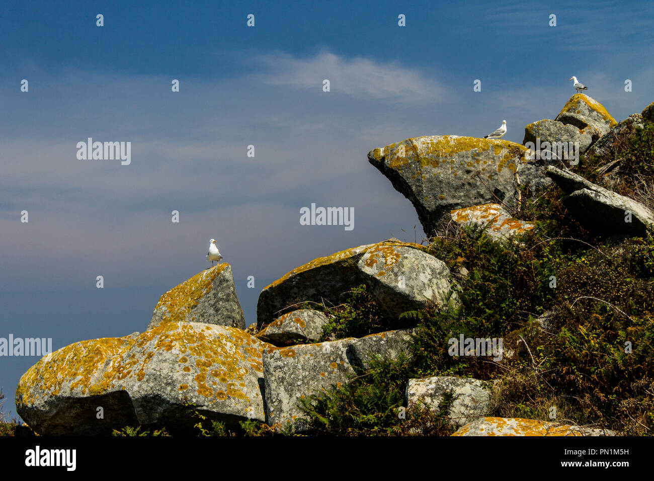 Three seagulls stand on a few rocks. Stock Photo