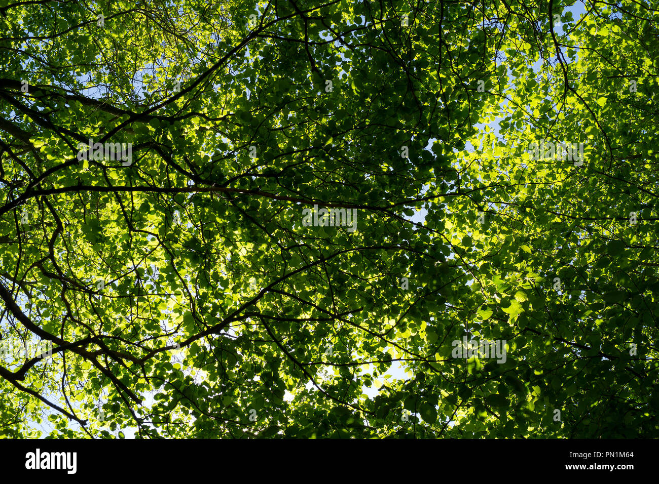 Plant canopy cover hires stock photography and images Alamy