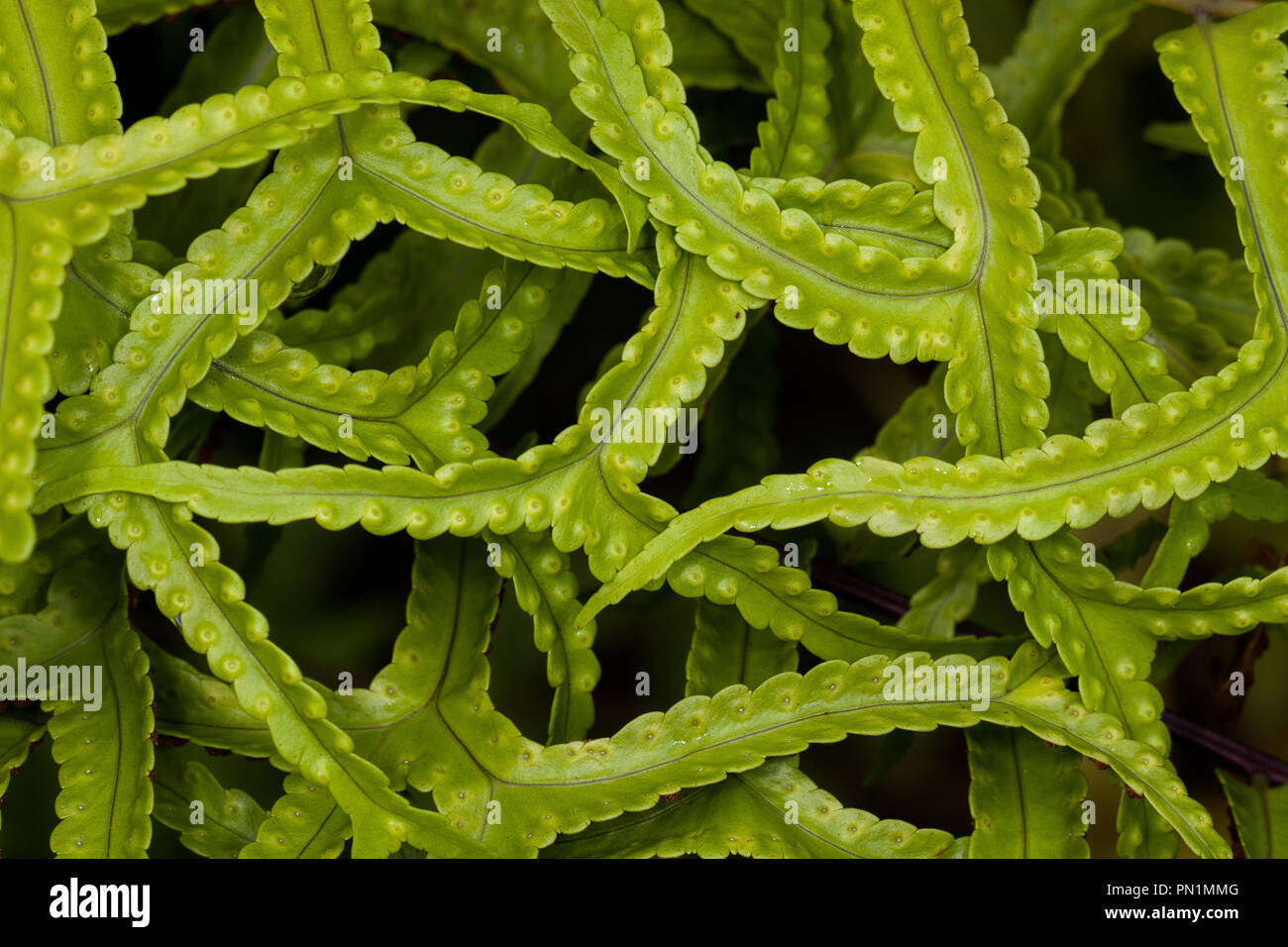 Detail of a beautiful fern photographed in Costa Rica Stock Photo
