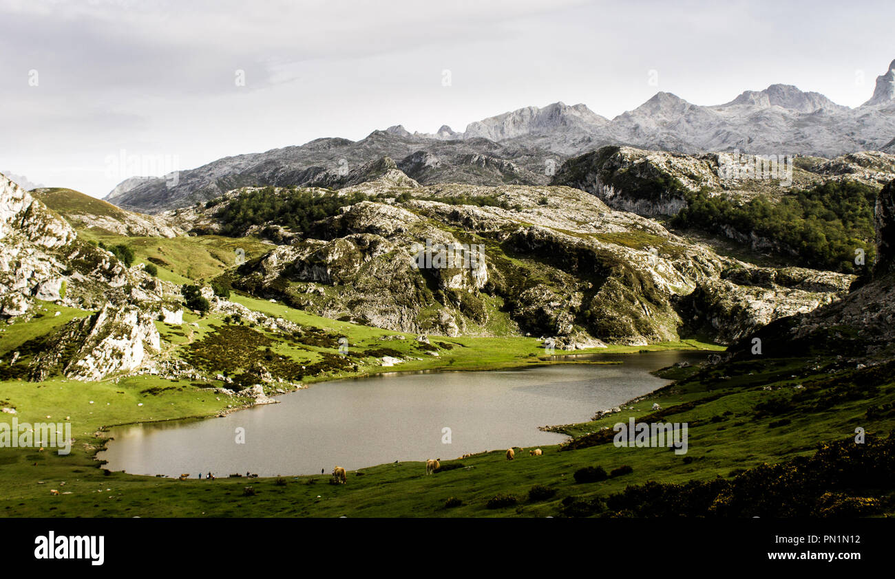 Mountain lake with several animals grazing around. Stock Photo