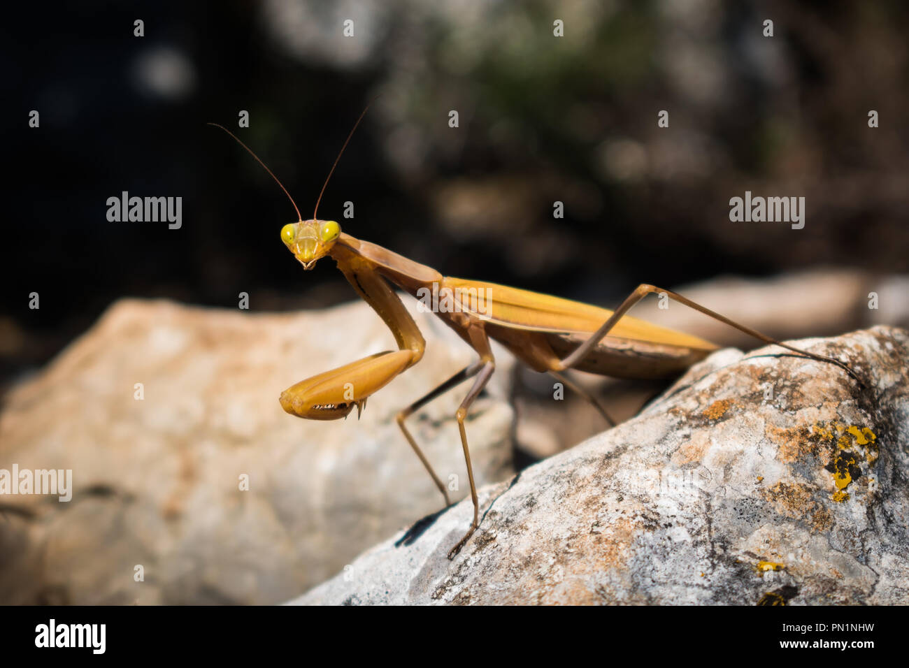 Close up of a yellow orange Praying Mantis (Mantodea) sitting on a rock looking straight at the camera. Stock Photo