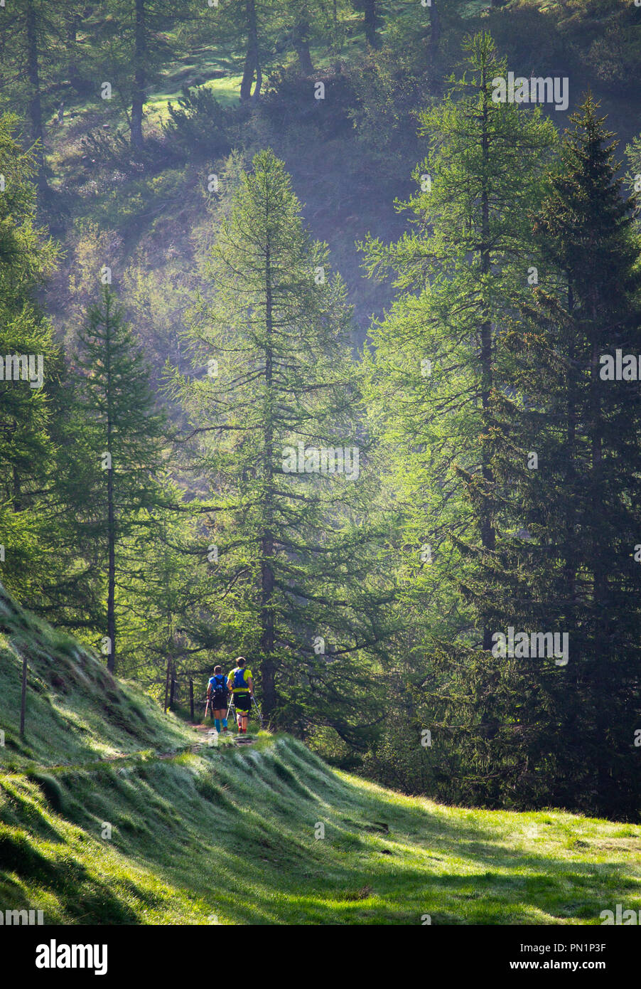 Two trail runners run along the forest amidst tall pine trees Stock ...
