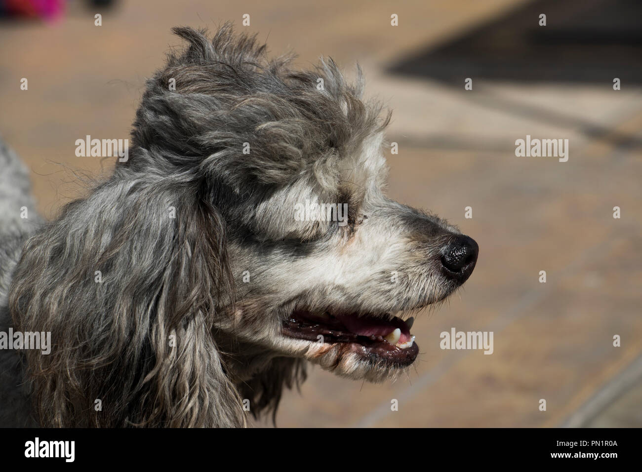 Dog profile with fluffy long ears, black nose, and panting mouth. Cute