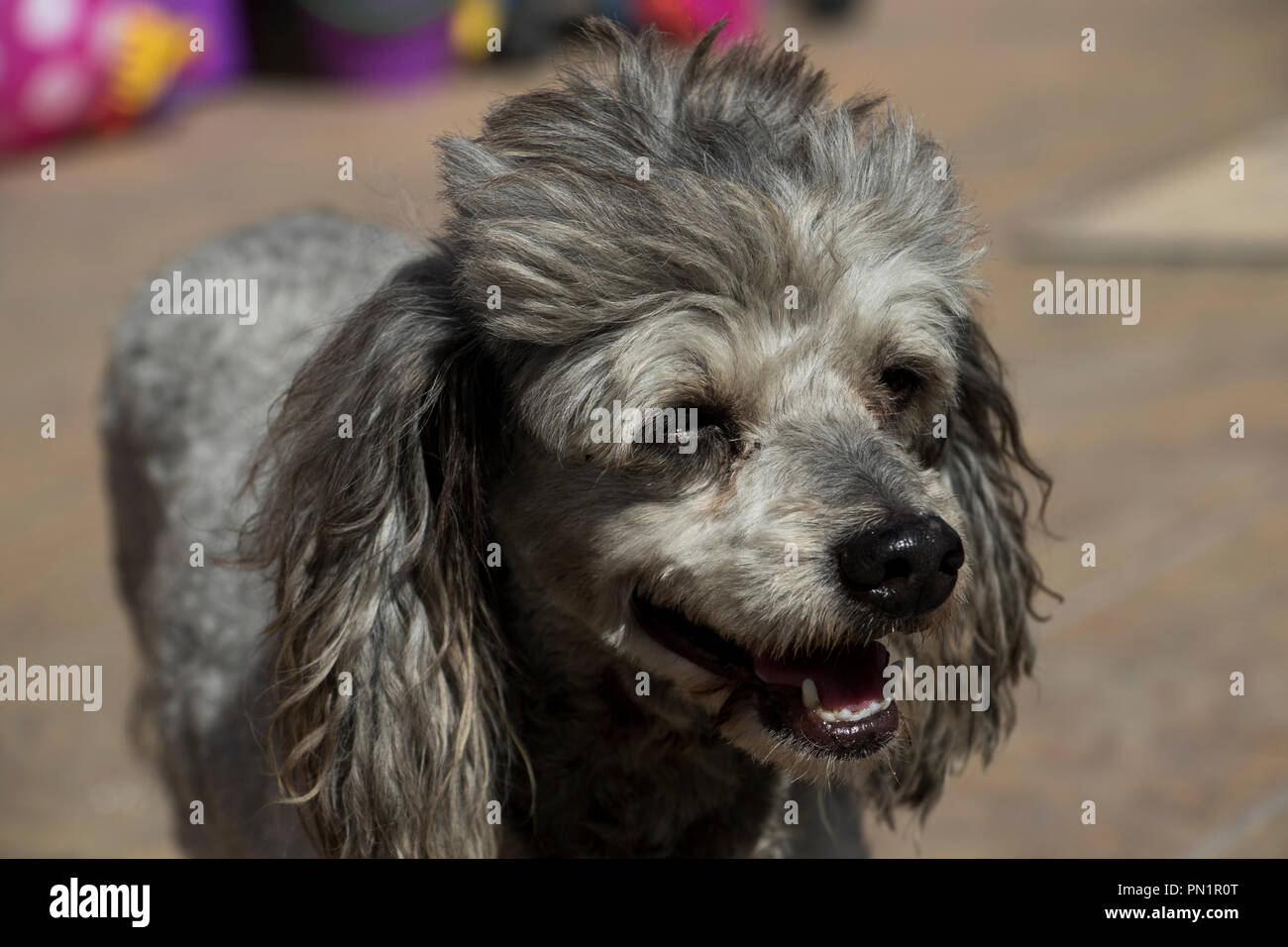 Cute dog panting in the heat with its mouth open. Furry pet dog in the