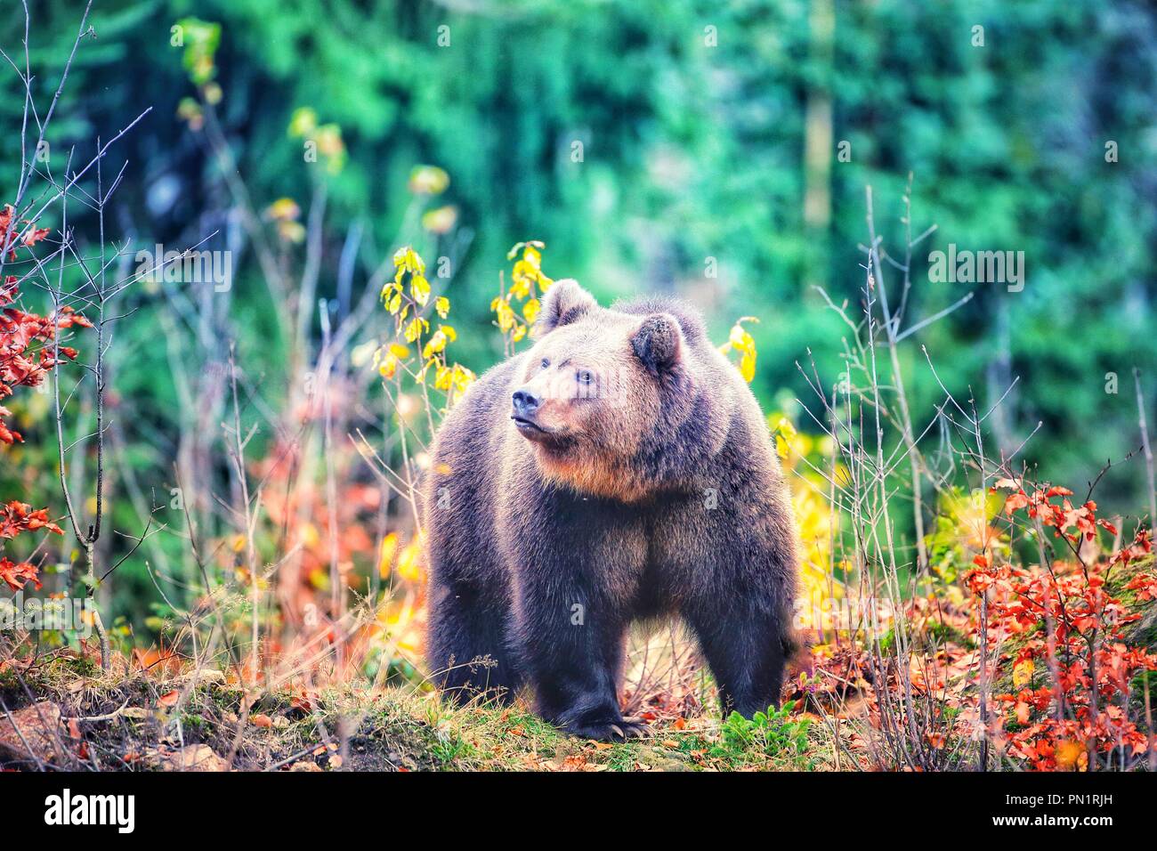 Brown bear (Ursus arctos arctos), outdoor enclosure, In the National Park Bavarian Forest, Germany Stock Photo