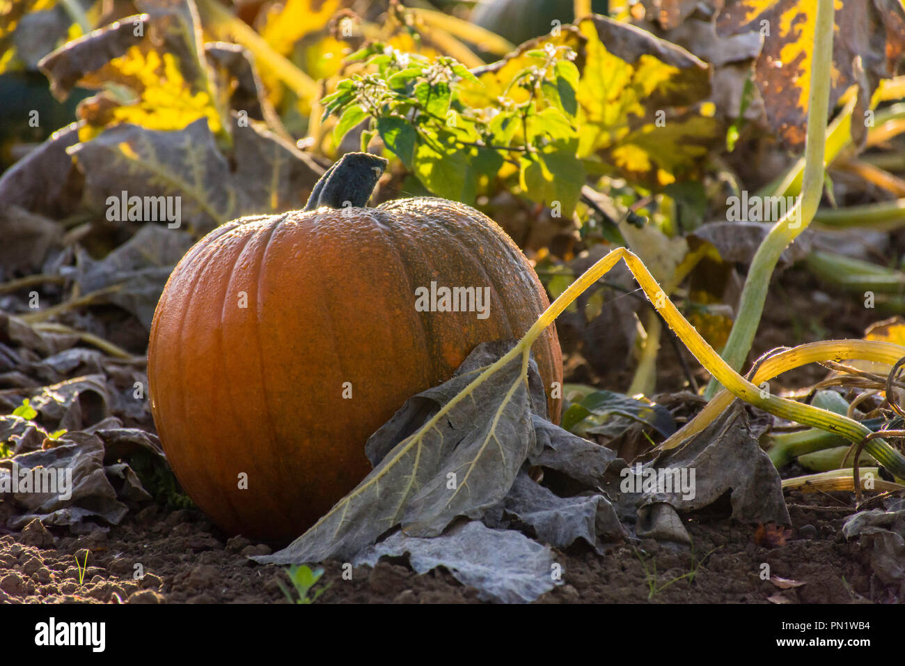 pumpkin patch Stock Photo