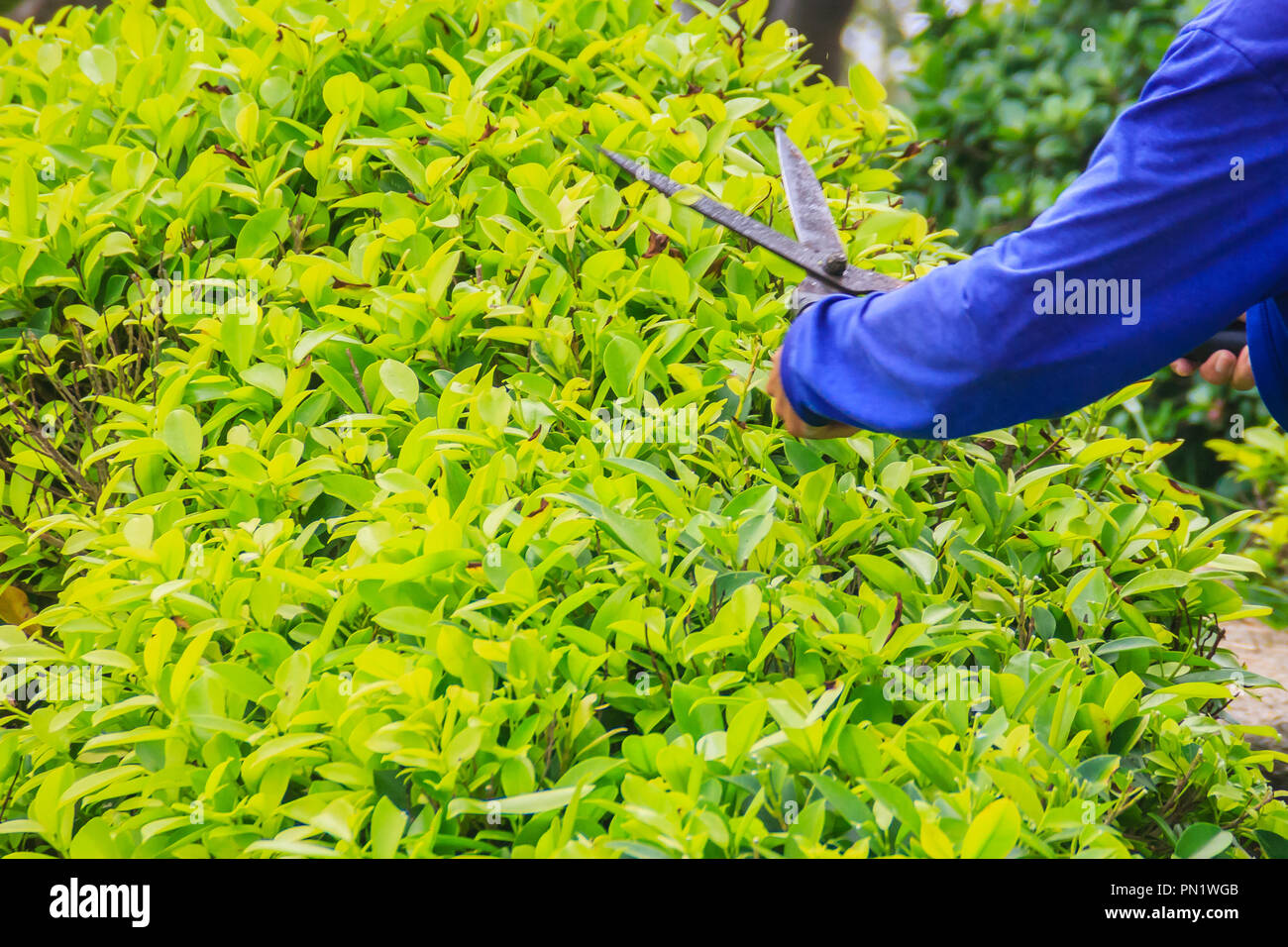 The gardener is cutting bush with scissors In the garden. The worker is