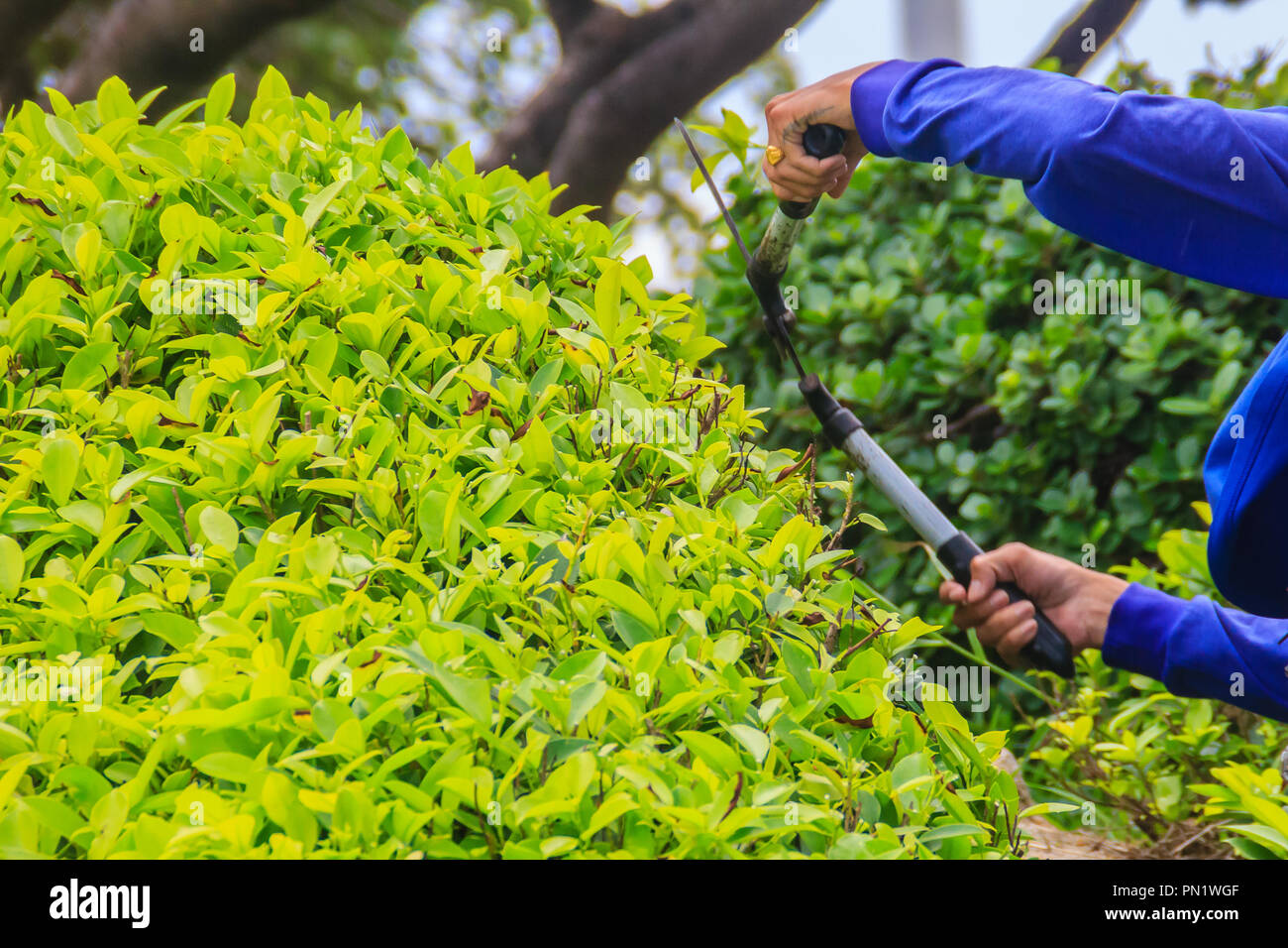 Trimming Bushes High Resolution Stock Photography and Images Alamy