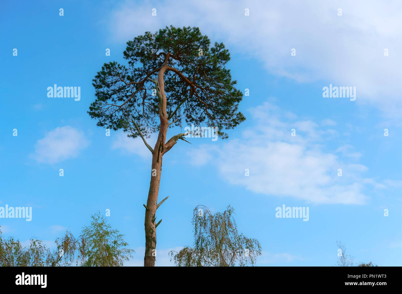 the top of a lonely pine, a lonely tree against the blue sky Stock Photo