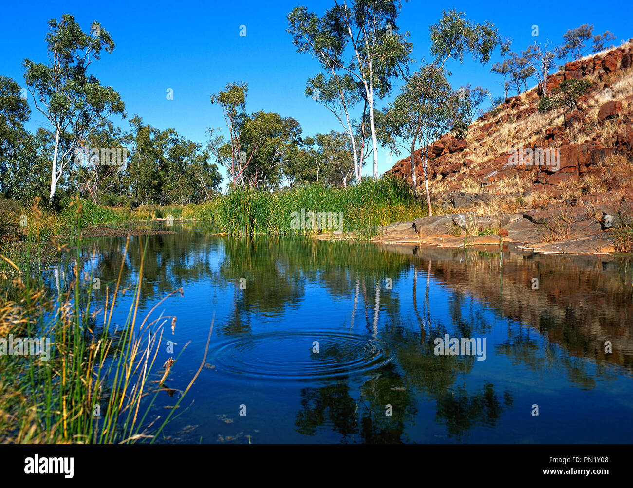 Billabong, Pilbara, Northwest Australia Stock Photo - Alamy