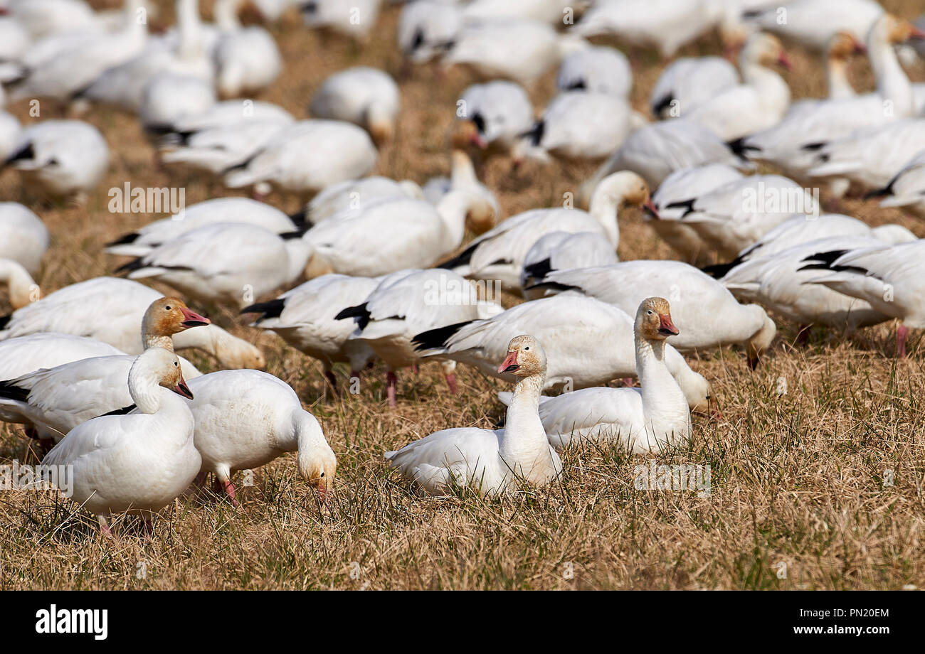 Canada geese feeding hires stock photography and images Alamy