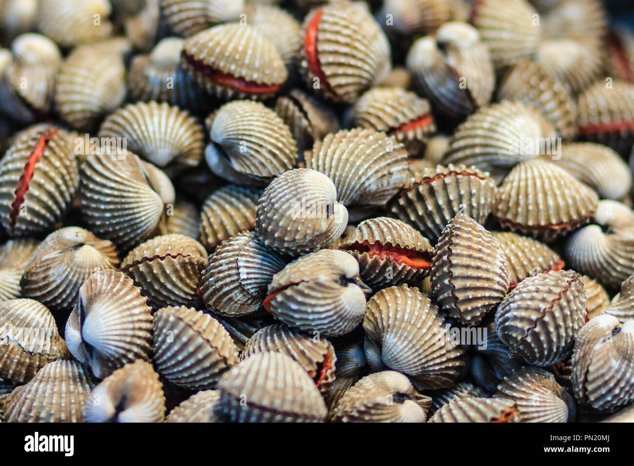Fresh blood cockle or blood clam (Tegillarca granosa) background. Close