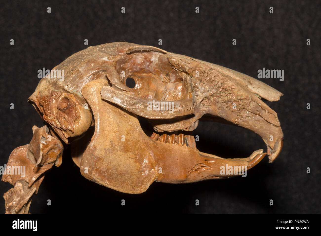 Fossil Webb's rabbit, Sylvilagus webbi, Pliocene period, Florida Stock Photo