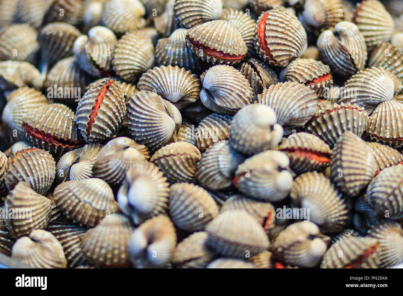 Fresh blood cockle or blood clam (Tegillarca granosa) background. Closeup raw sea cockles clams