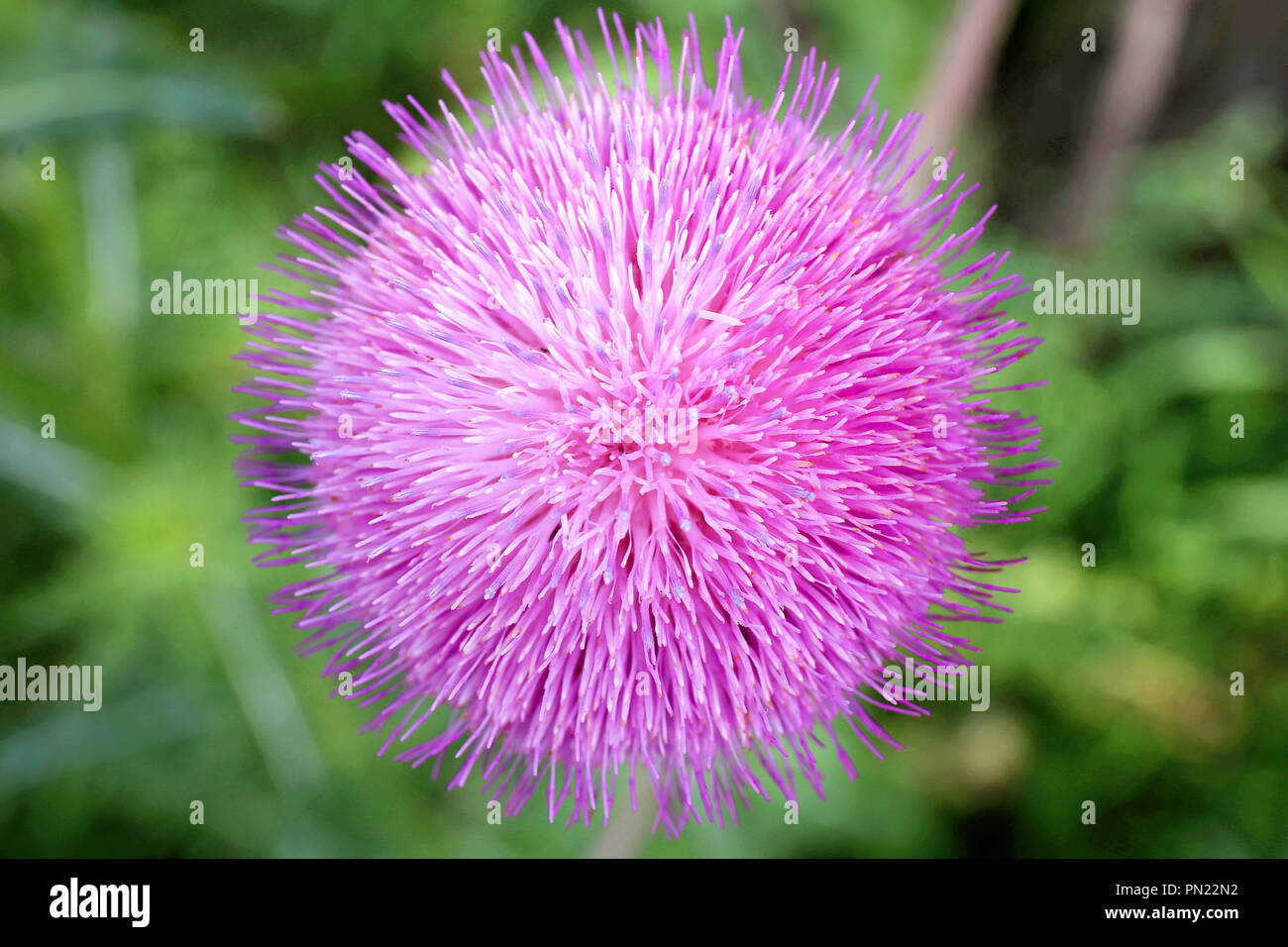 Close up Macro image of the pink flower blossom of a Milk Thistle Plant in nature. Stock Photo