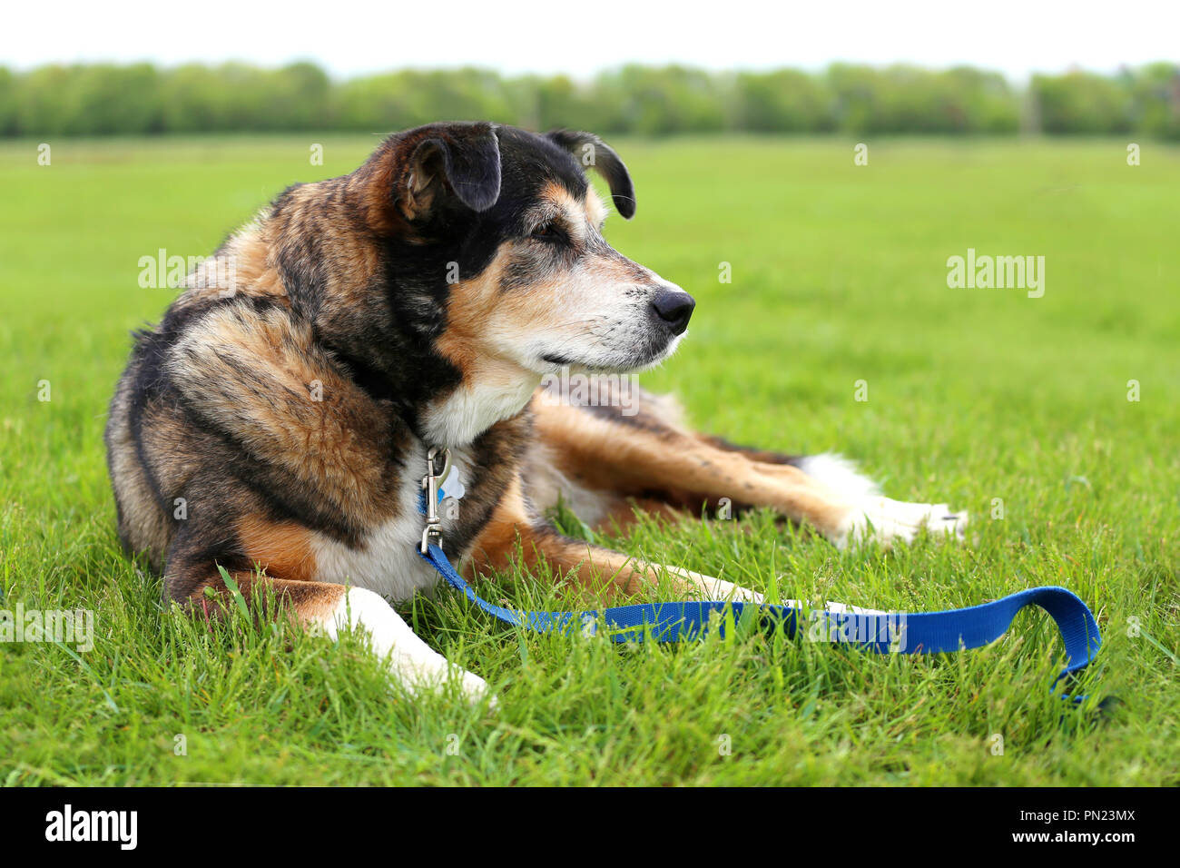 smooth collie german shepherd mix