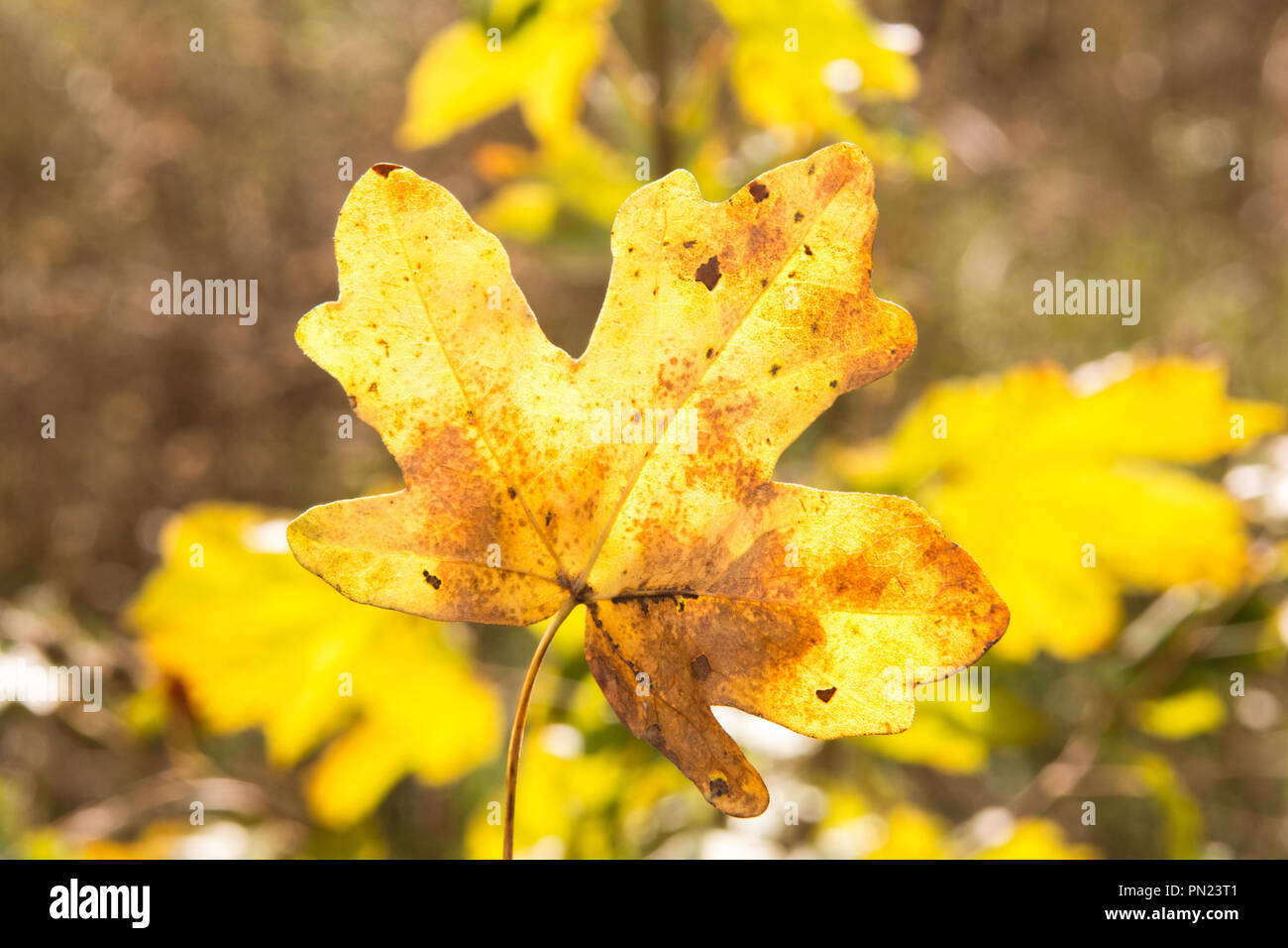 Changing season, leaves turning color and falling Stock Photo