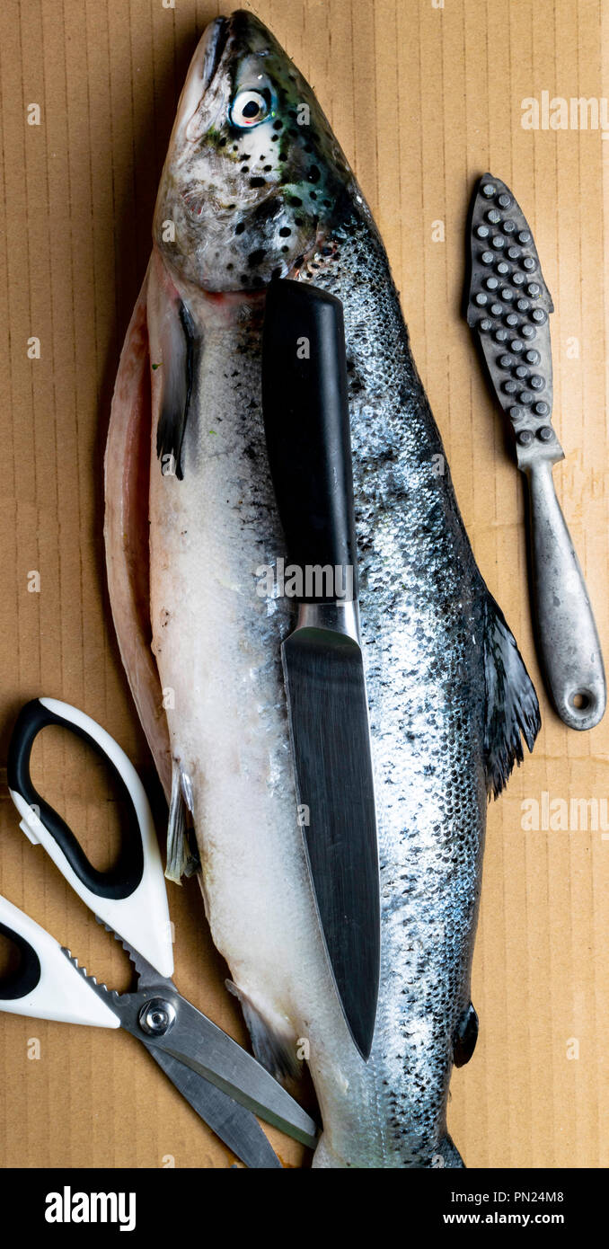 Large fresh salmon, knife and scissors. Preparation for cutting