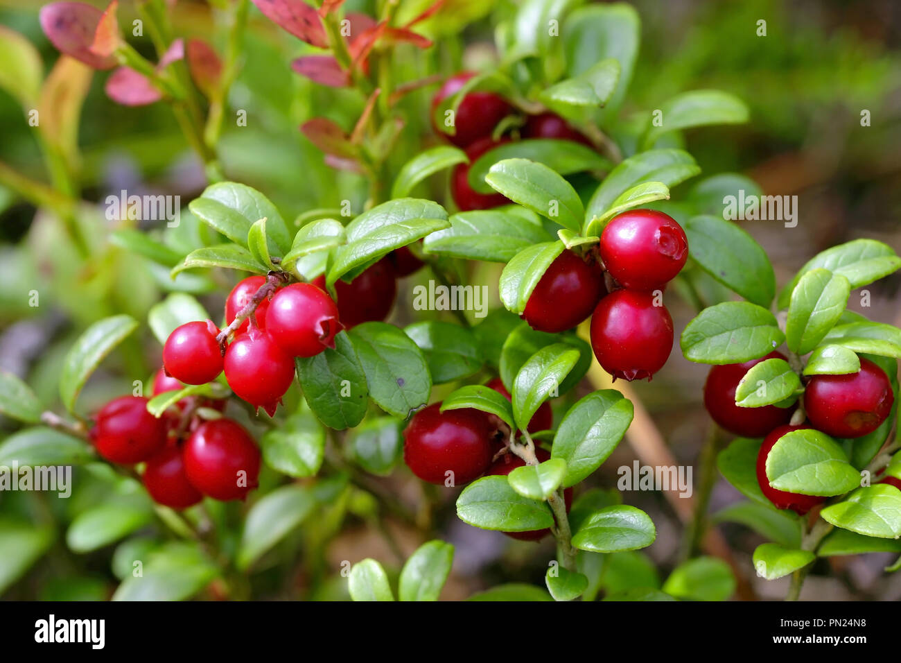 Red Lingonberries, Vaccinium vitis-idaea, growing on forest floor in Finland. Stock Photo