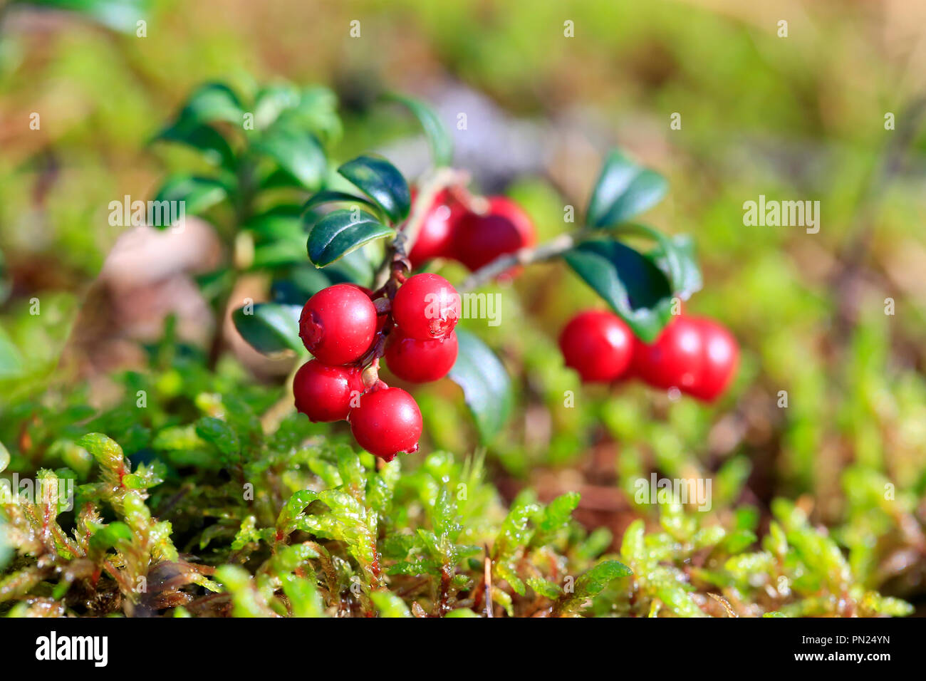 Close up of red Lingonberries or Cowberries, Vaccinium vitis-idaea, growing on forest floor with autumnal raindrops. Salo, Finland. Shallow dof. Stock Photo
