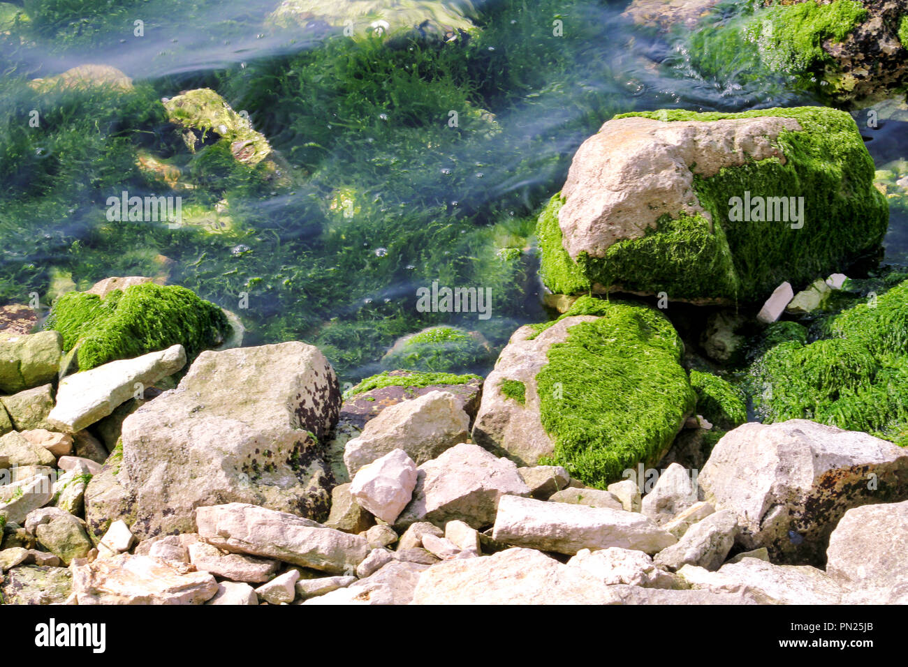 Green algae on a rock in the middle of the sea. Stone, rocks, green ...
