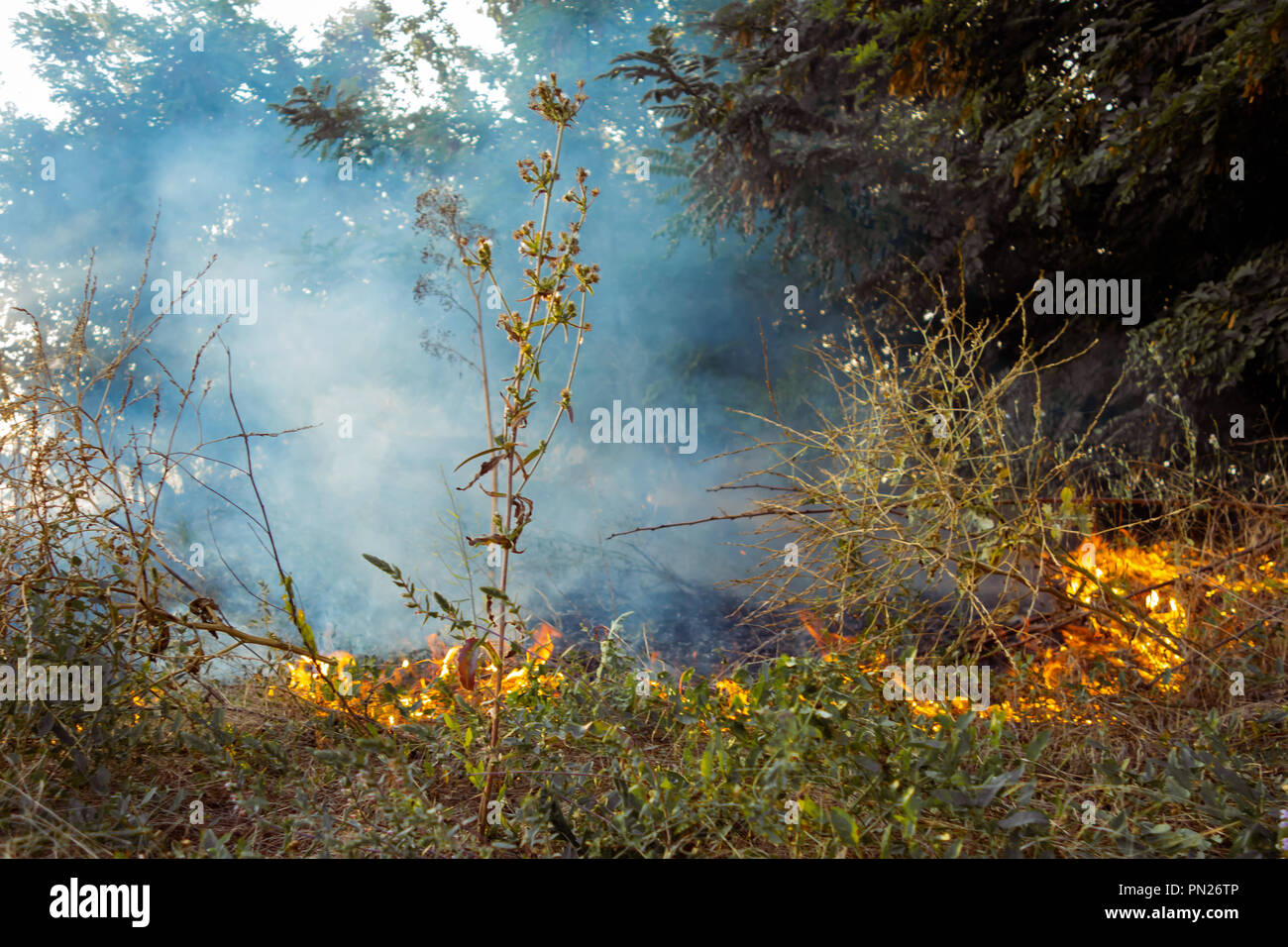 Fire on dry leaves ash. The beginning of a forest fire. The dry grass is burning Stock Photo Alamy