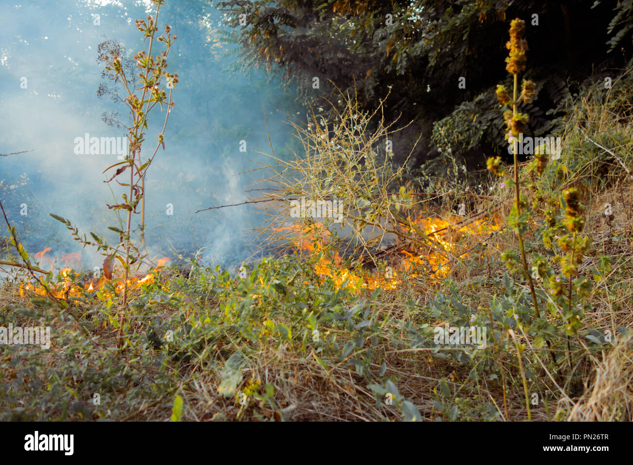 Fire on dry leaves ash. The beginning of a forest fire. The dry grass is burning Stock Photo Alamy