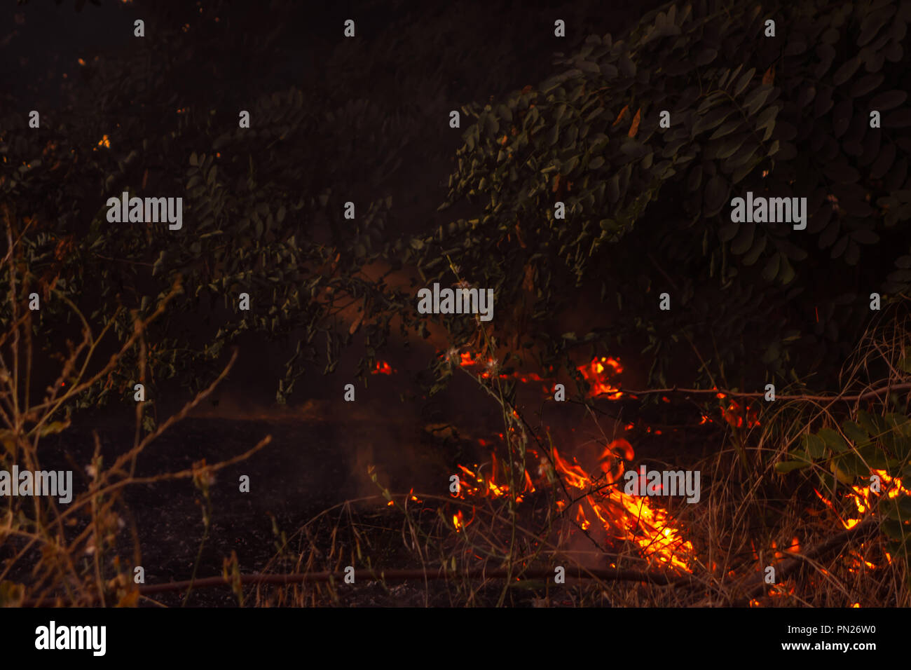 Fire on dry leaves ash. The beginning of a forest fire. The dry grass is burning Stock Photo Alamy