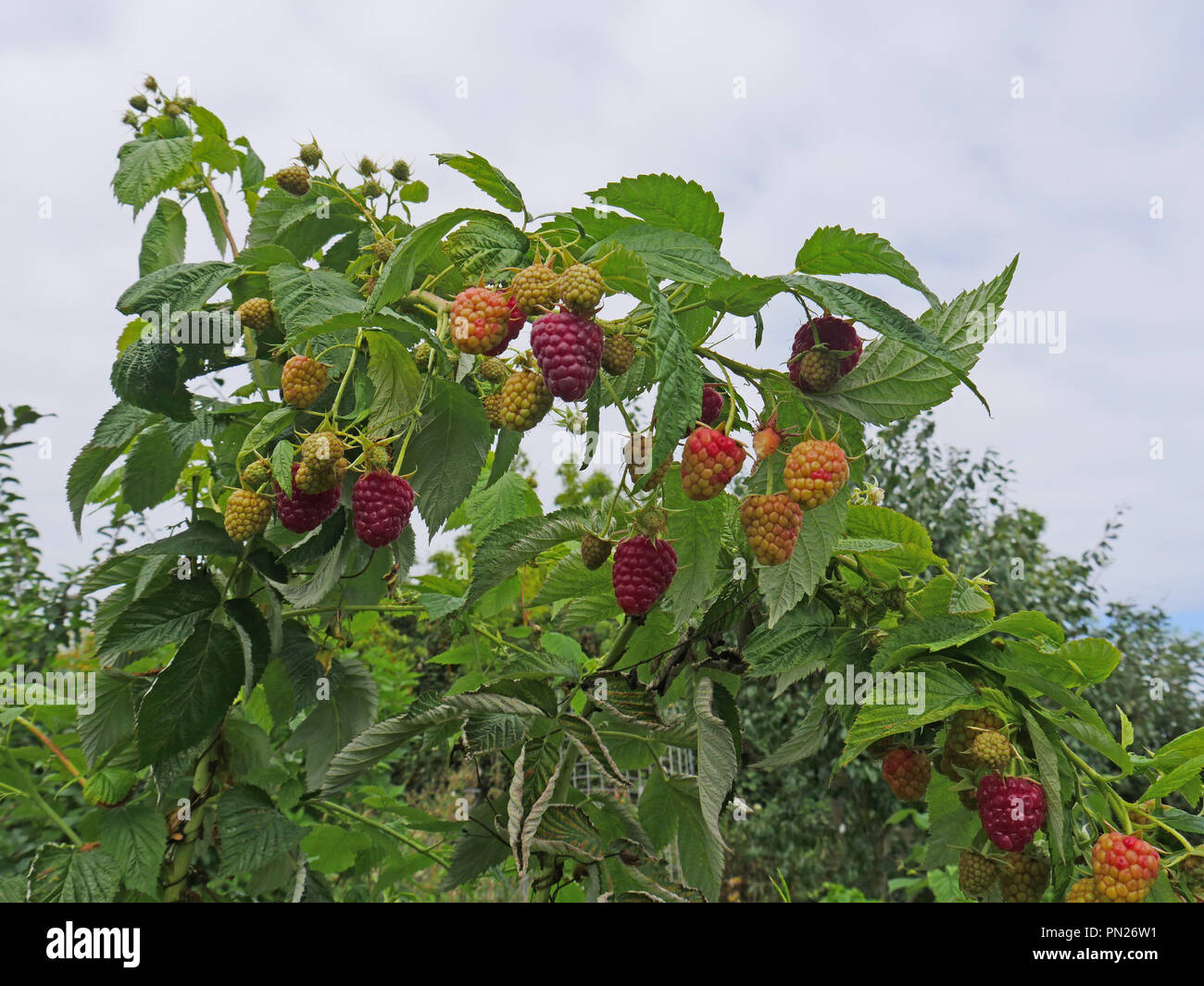 Autumn fruiting raspberry Stock Photo