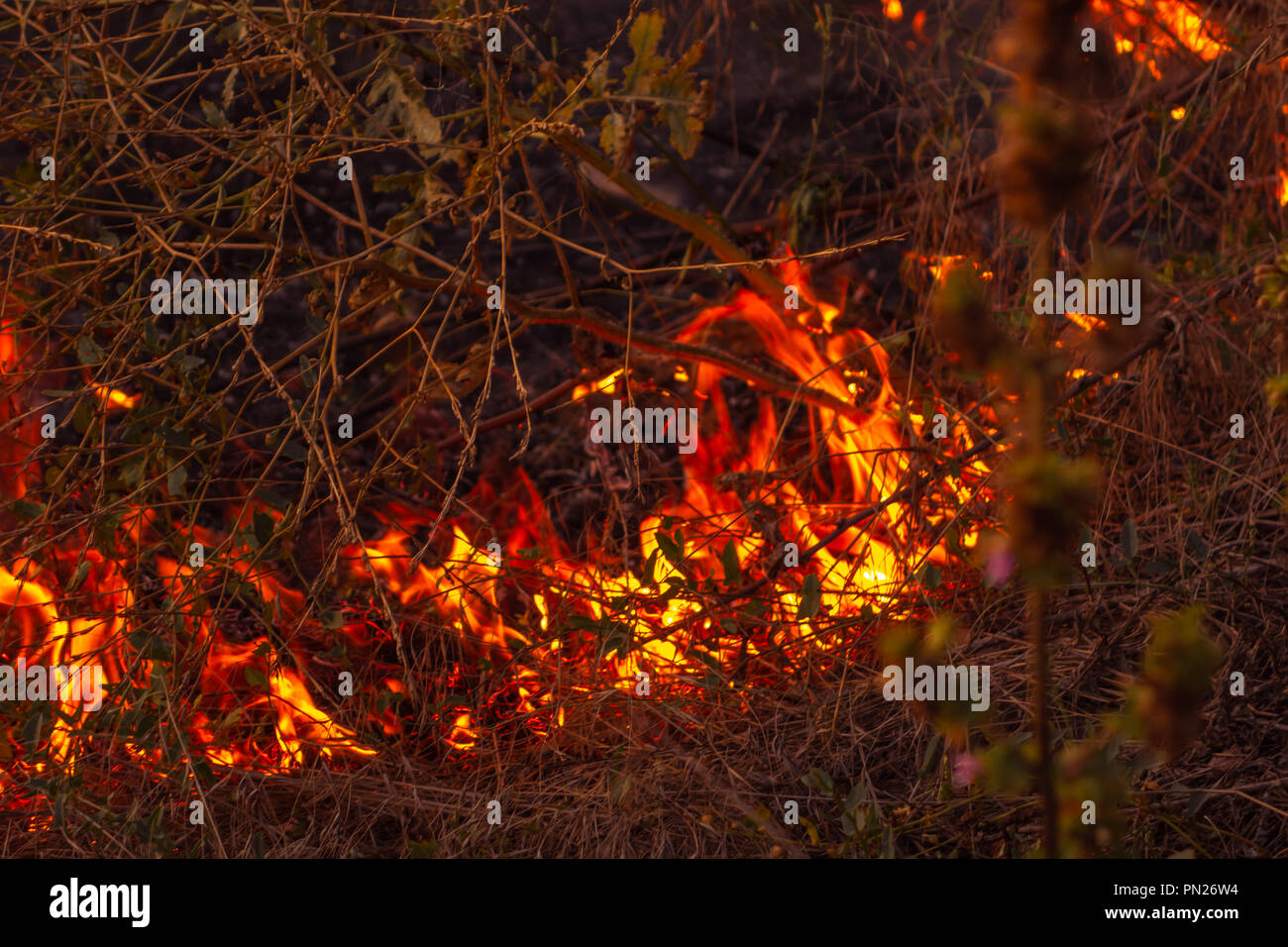 Fire on dry leaves ash. The beginning of a forest fire. The dry grass is burning Stock Photo Alamy