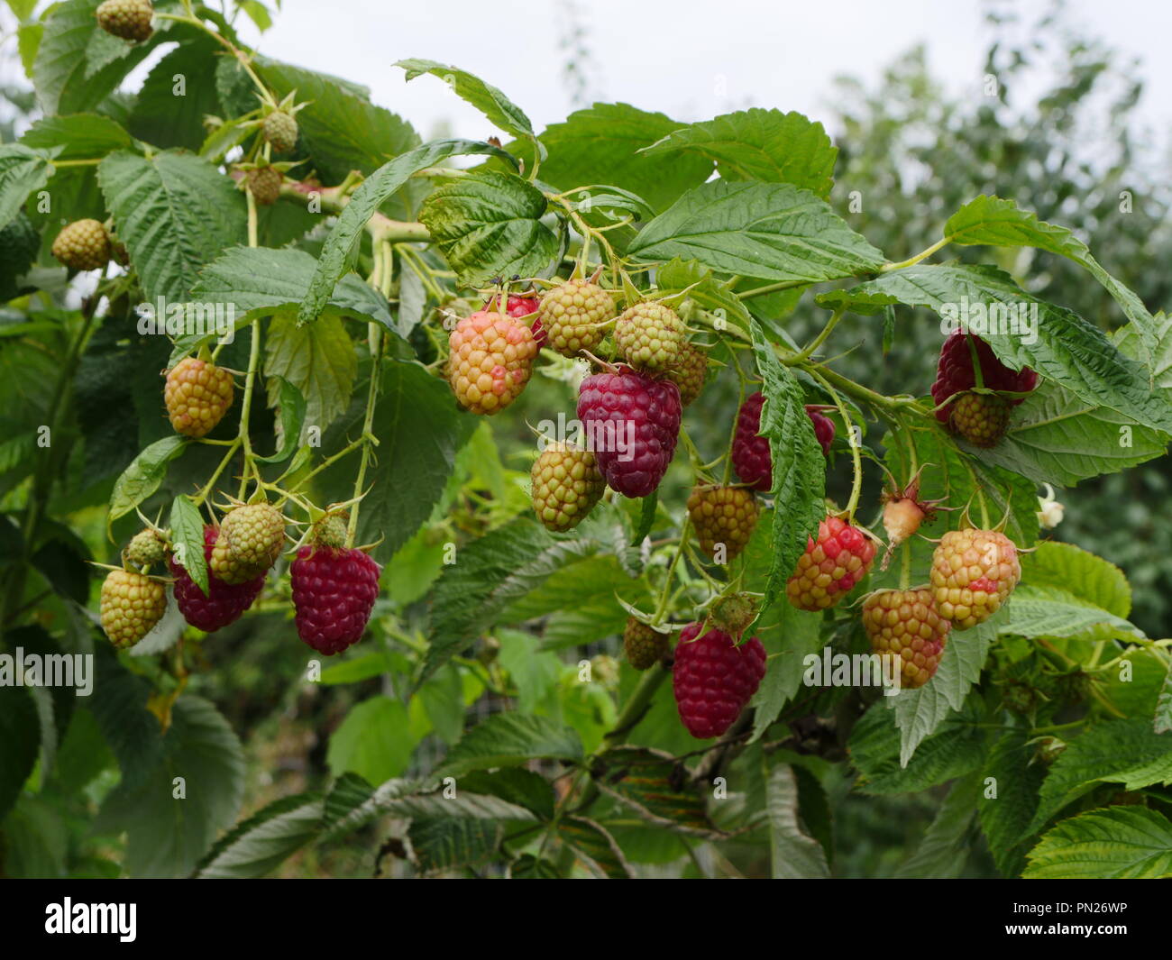 Autumn fruiting raspberry Stock Photo