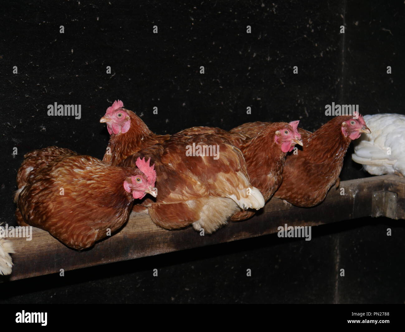 roosting hens in their coop Stock Photo Alamy