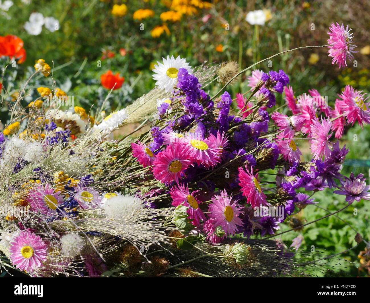 Purple dried flowers hi-res stock photography and images - Alamy