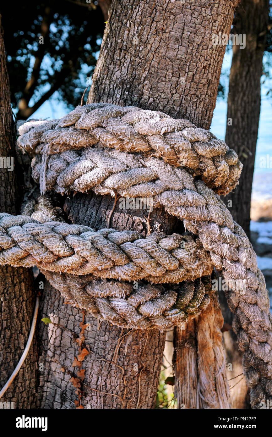 A knotted rope in a large tree. Macro climbing white rope tied to a big tree.  Rope around tree trunk, rope with knot around tree. Beautiful natural Stock  Photo - Alamy