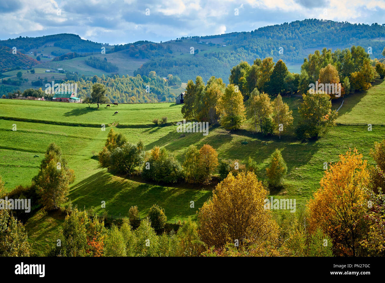Beautiful trees in autumn season Stock Photo - Alamy