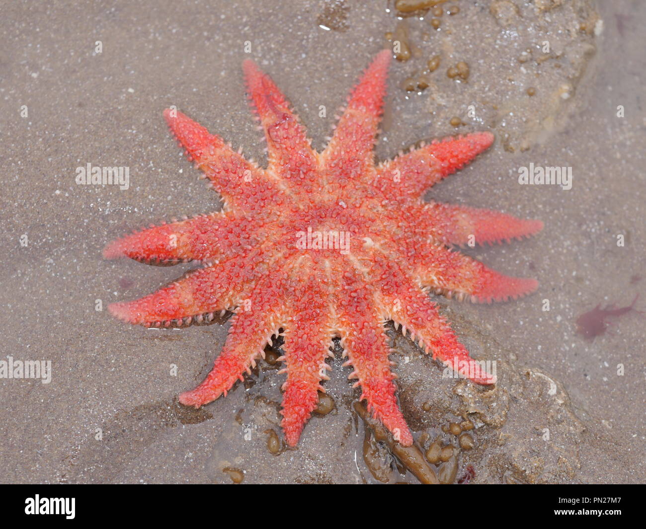 Sunstar starfish, Crossaster papposus Stock Photo - Alamy