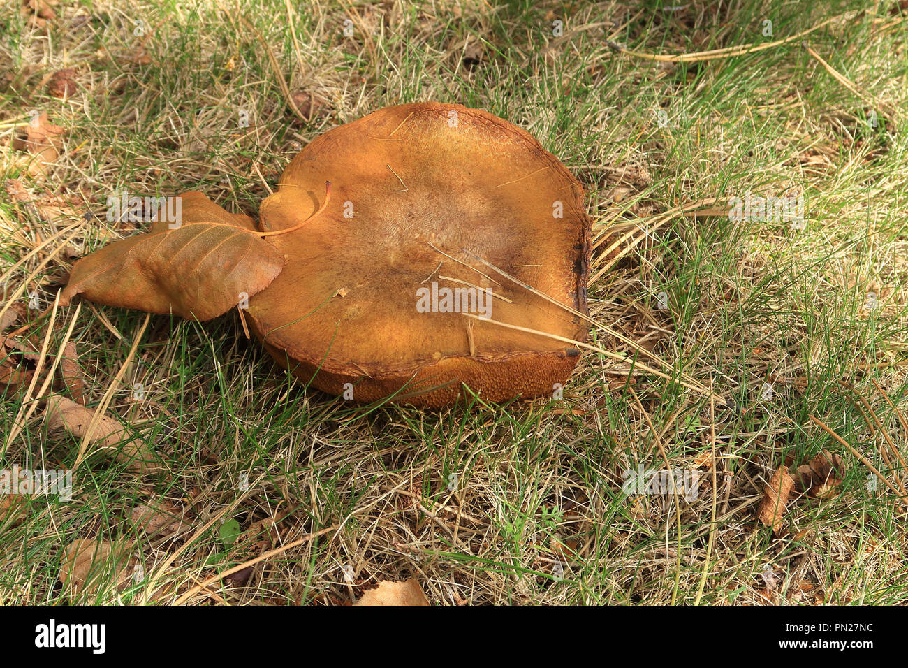 Suillus Bovinus  or Jersey cow mushroom in the grass Stock Photo