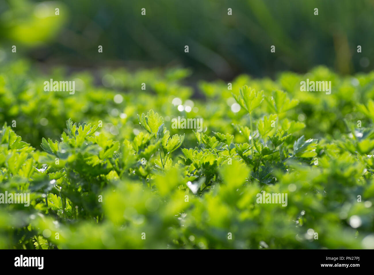 parsley salad dill close-up background Stock Photo