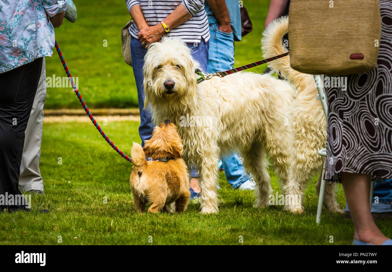 Dogs greet each other at a dog show. Stock Photo
