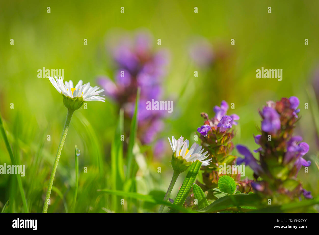 Wild flowers growing in grass Stock Photo Alamy