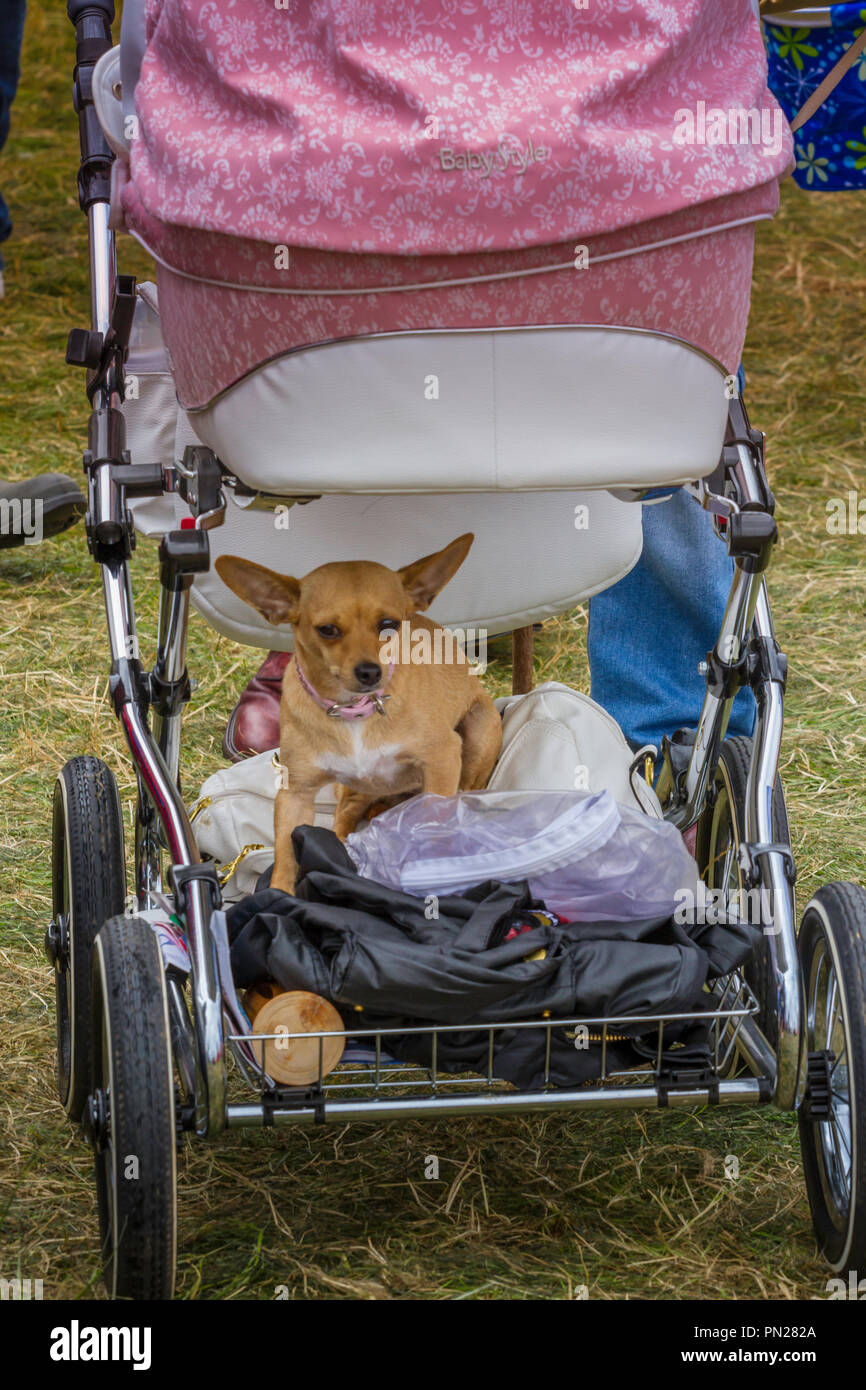 second hand dog prams